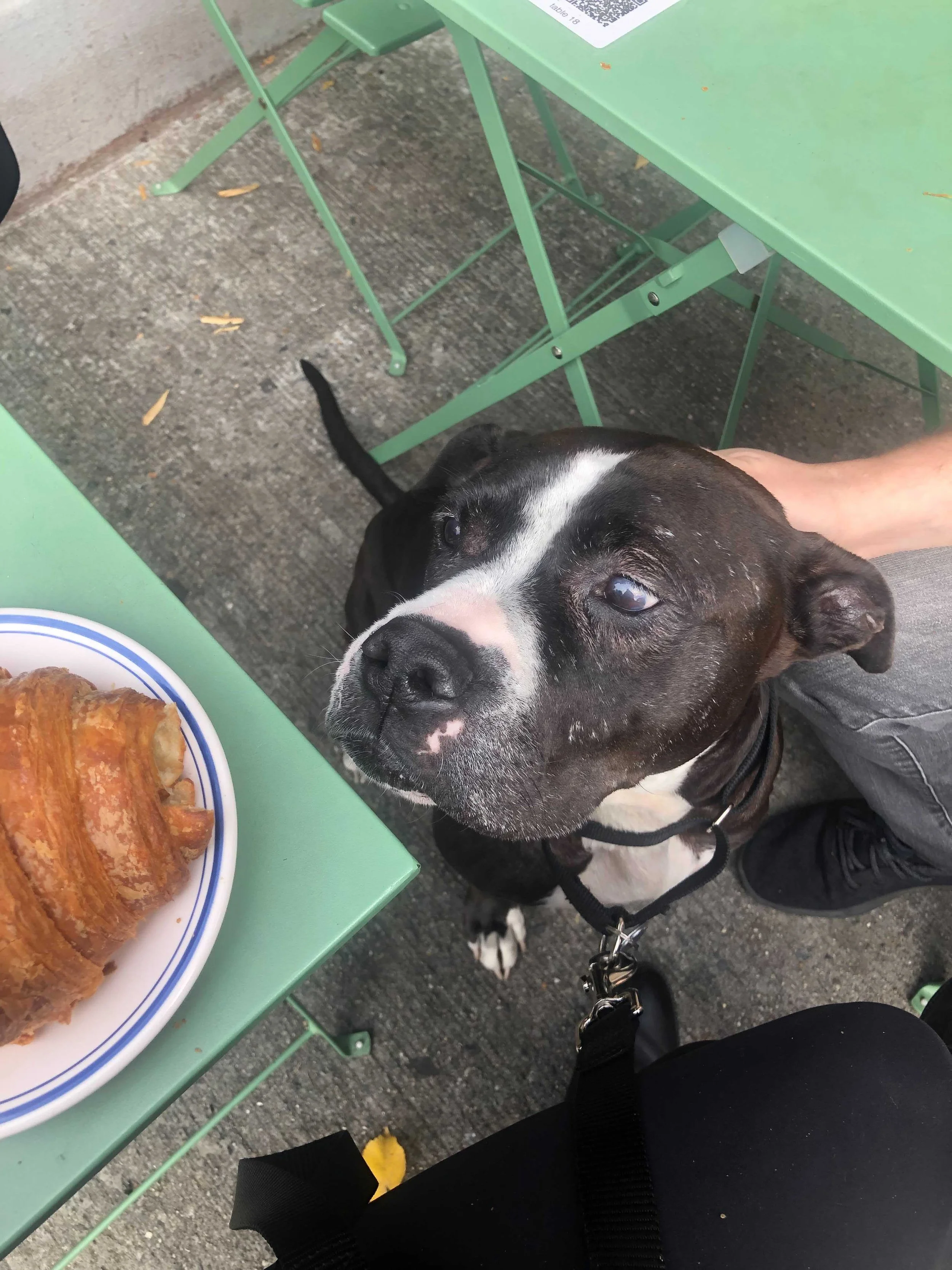 Fostering a Dog with Heartworm Disease Meet Midnight Muddy